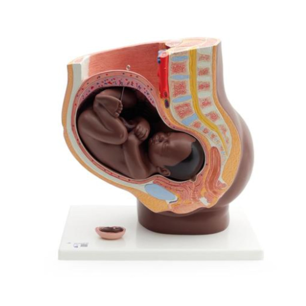 Pregnancy Pelvis Model in Median Section with Removable Foetus at 40 weeks, 3 Part 1024385 | Sim & Skills