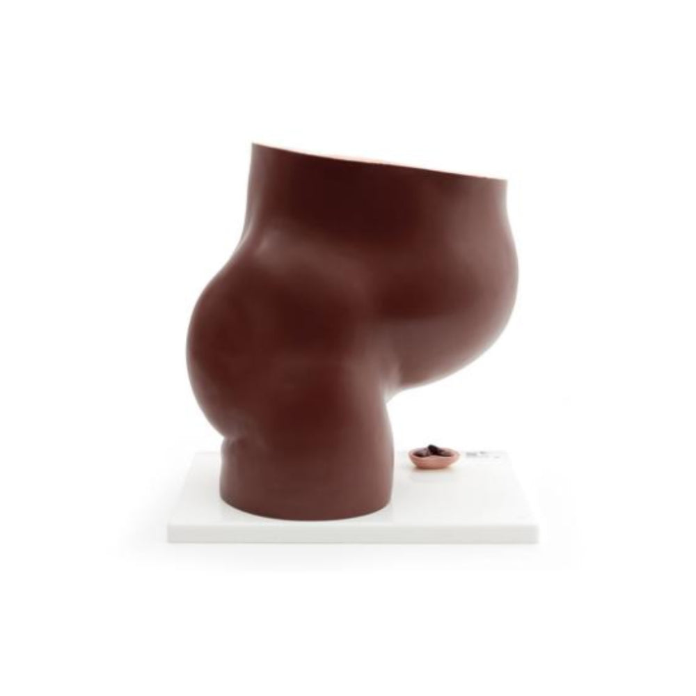 Pregnancy Pelvis Model in Median Section with Removable Foetus at 40 weeks, 3 Part 1024385 | Sim & Skills
