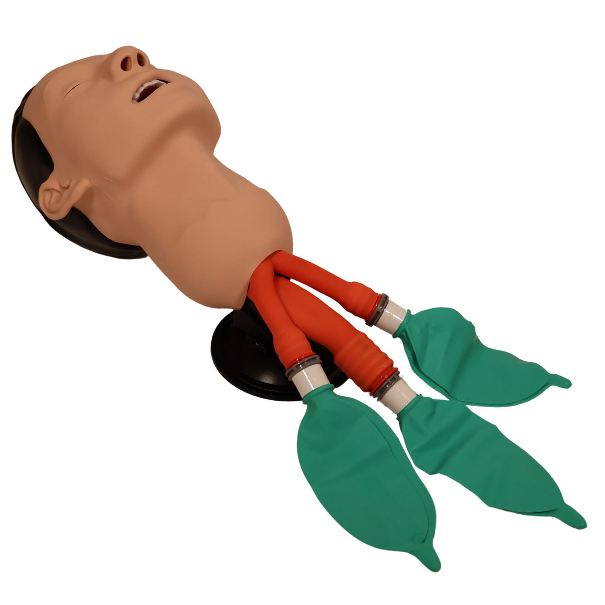 3B Scientific Airway Management Trainer P73 | 1026007 | Sim & Skills Ltd