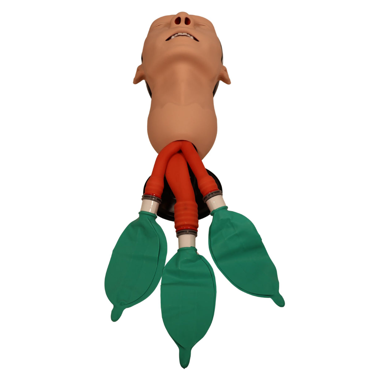 3B Scientific Airway Management Trainer P73 | 1026007 | Sim & Skills Ltd