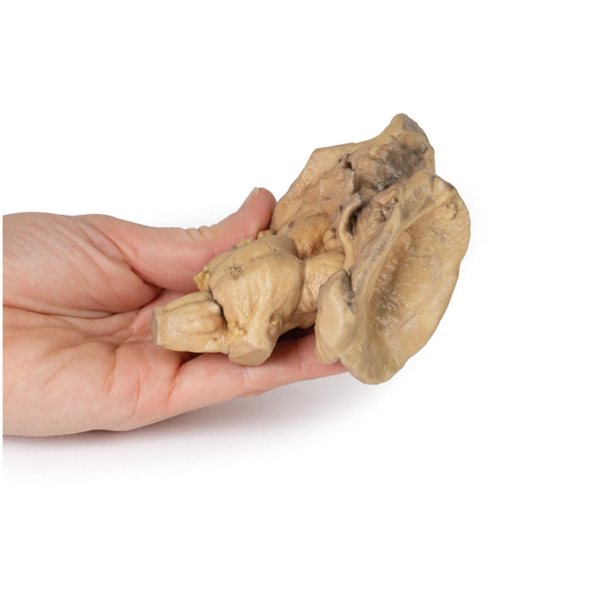 Brain stem, deep cerebral and diencephalic structures | EZ-MP1100 | Sim & Skills Ltd
