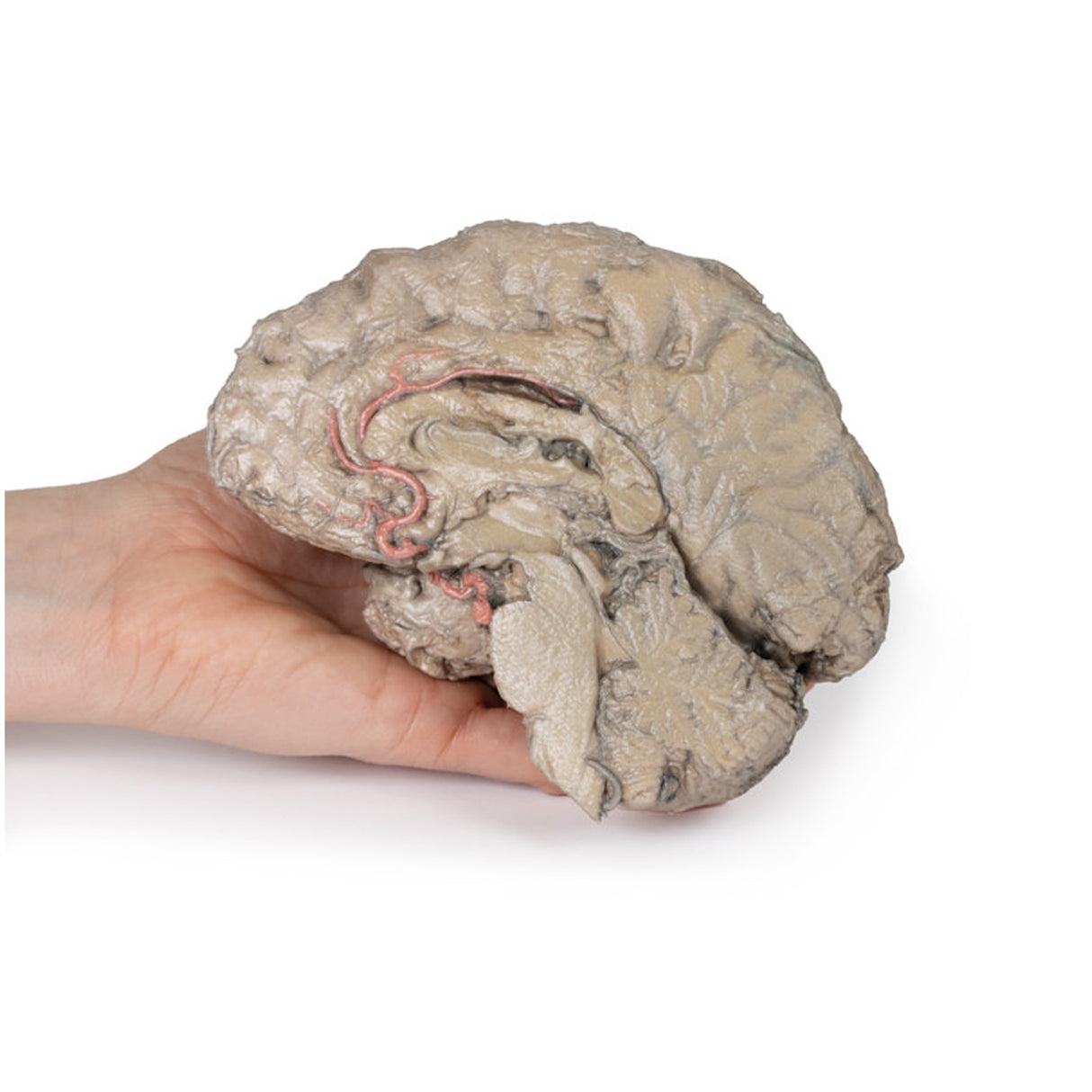 Brain Hemisection | EZ-MP1102 | Sim & Skills Ltd