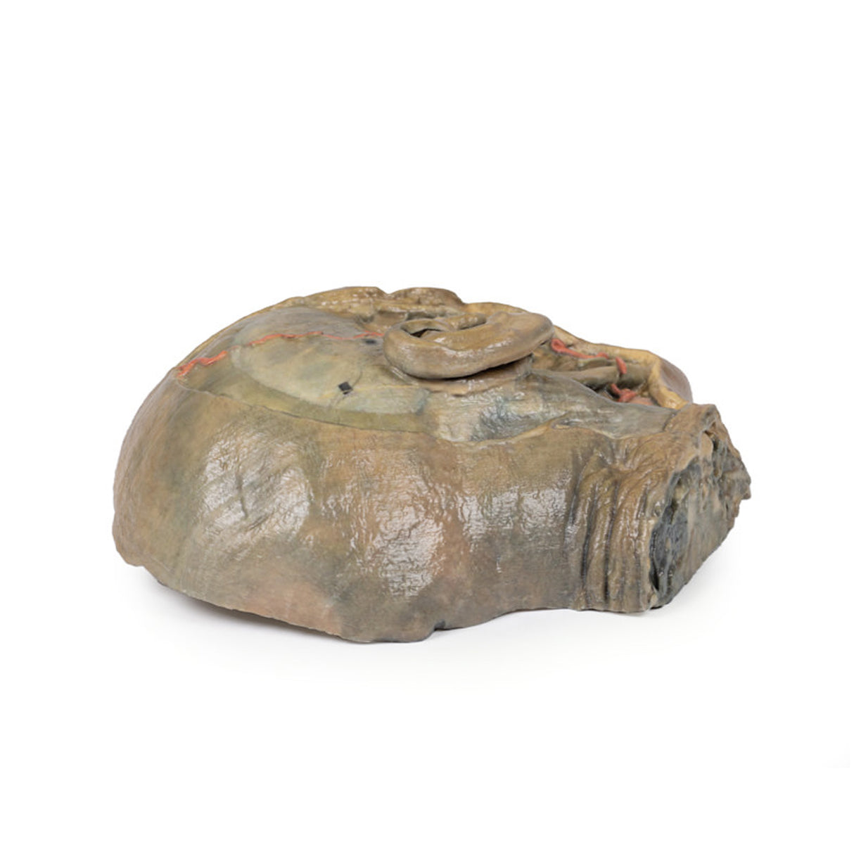 Sagittal Section of head with infratemporal Fossa Dissection | EZ-MP1104 | SIm & Skills Ltd