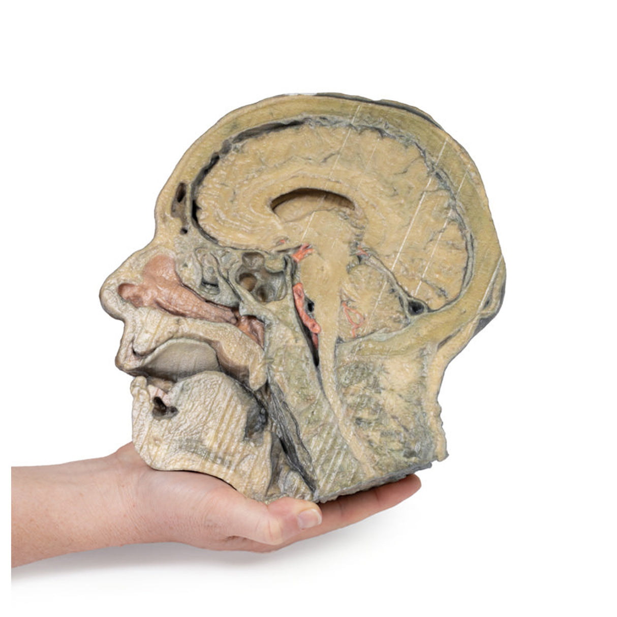 Sagittal Section of head with infratemporal Fossa Dissection | EZ-MP1104 | SIm & Skills Ltd