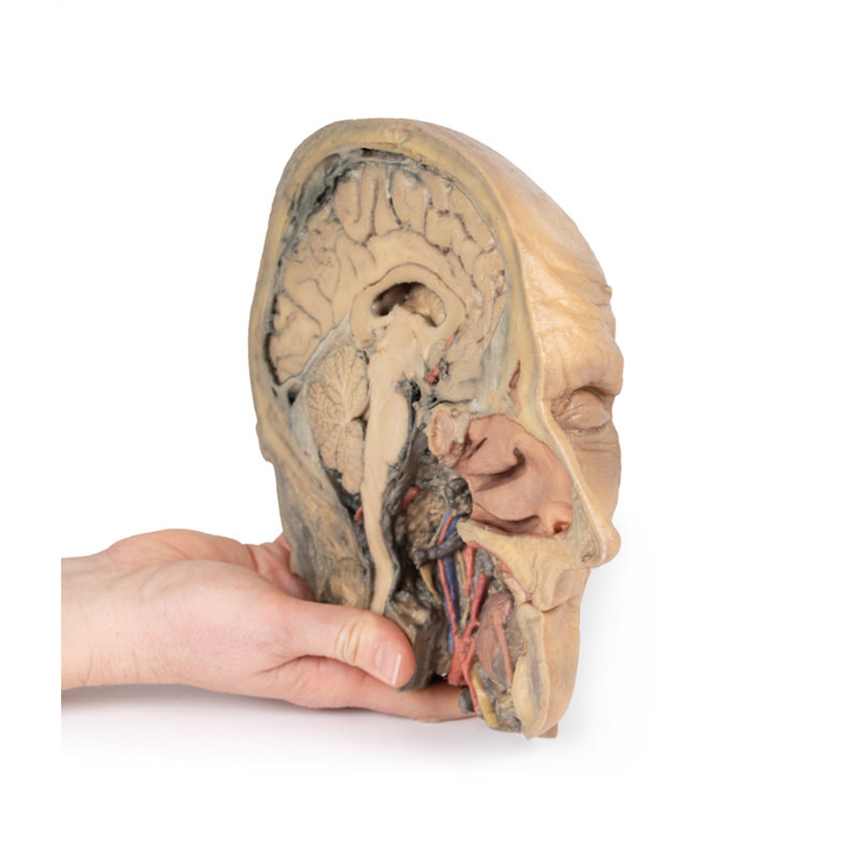 Median Section through head sagittal section of head with deep dissection | EZ-MP1105 | Sim & Skills Ltd