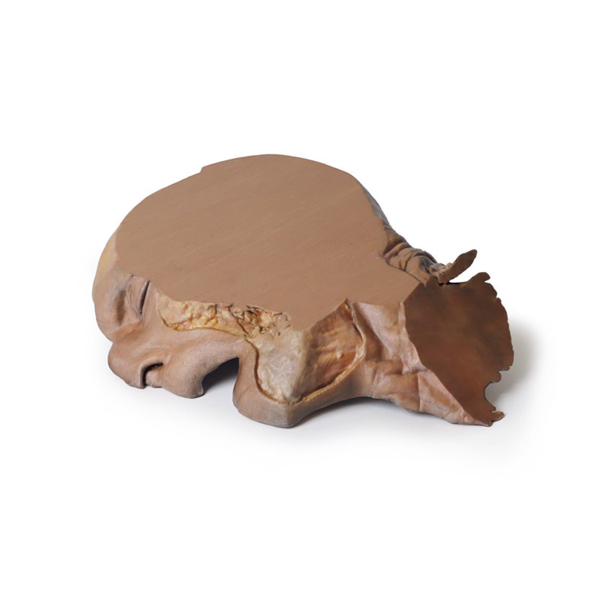 Parasagittal Section of the head and neck | EZ-MP1107 | Sim & Skills Ltd