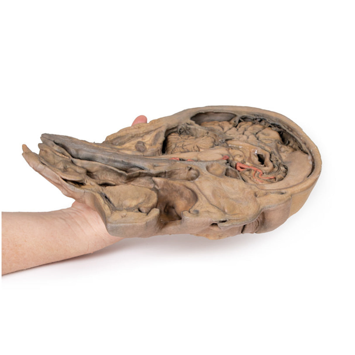 Parasagittal Section of the head and neck | EZ-MP1107 | Sim & Skills Ltd