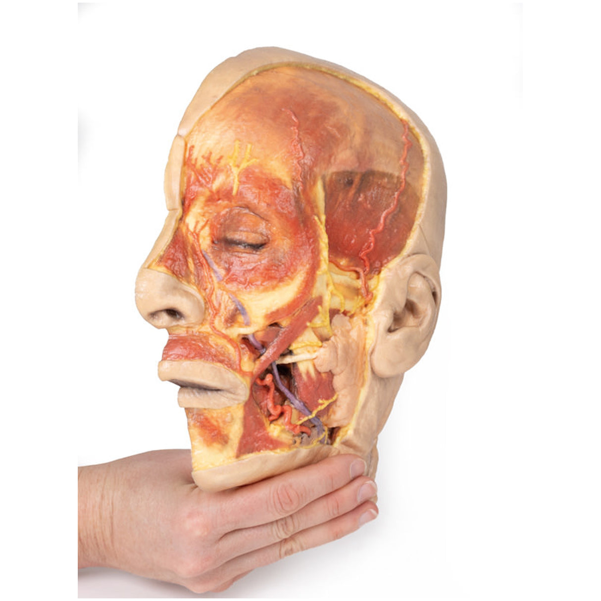 Superficial Face | EZ-MP1108 | Sim & Skills Ltd