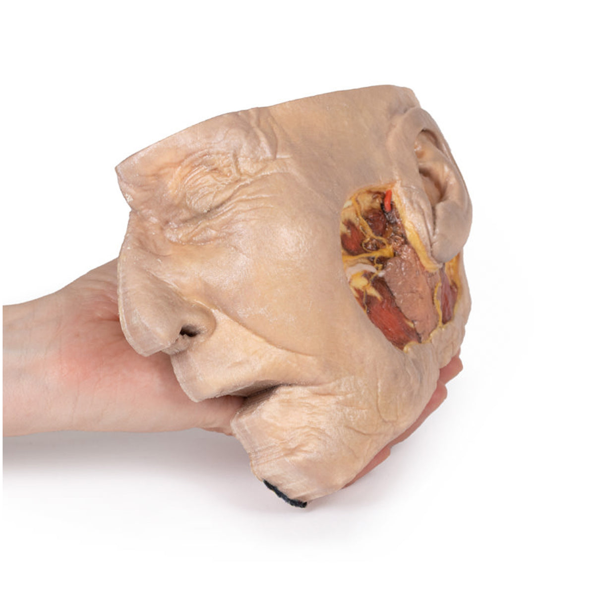 Parotid Gland and Facial Nerve dissection | EZ-MP1112 | Sim & Skills Ltd