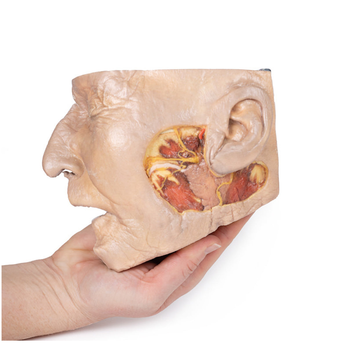 Parotid Gland and Facial Nerve dissection | EZ-MP1112 | Sim & Skills Ltd