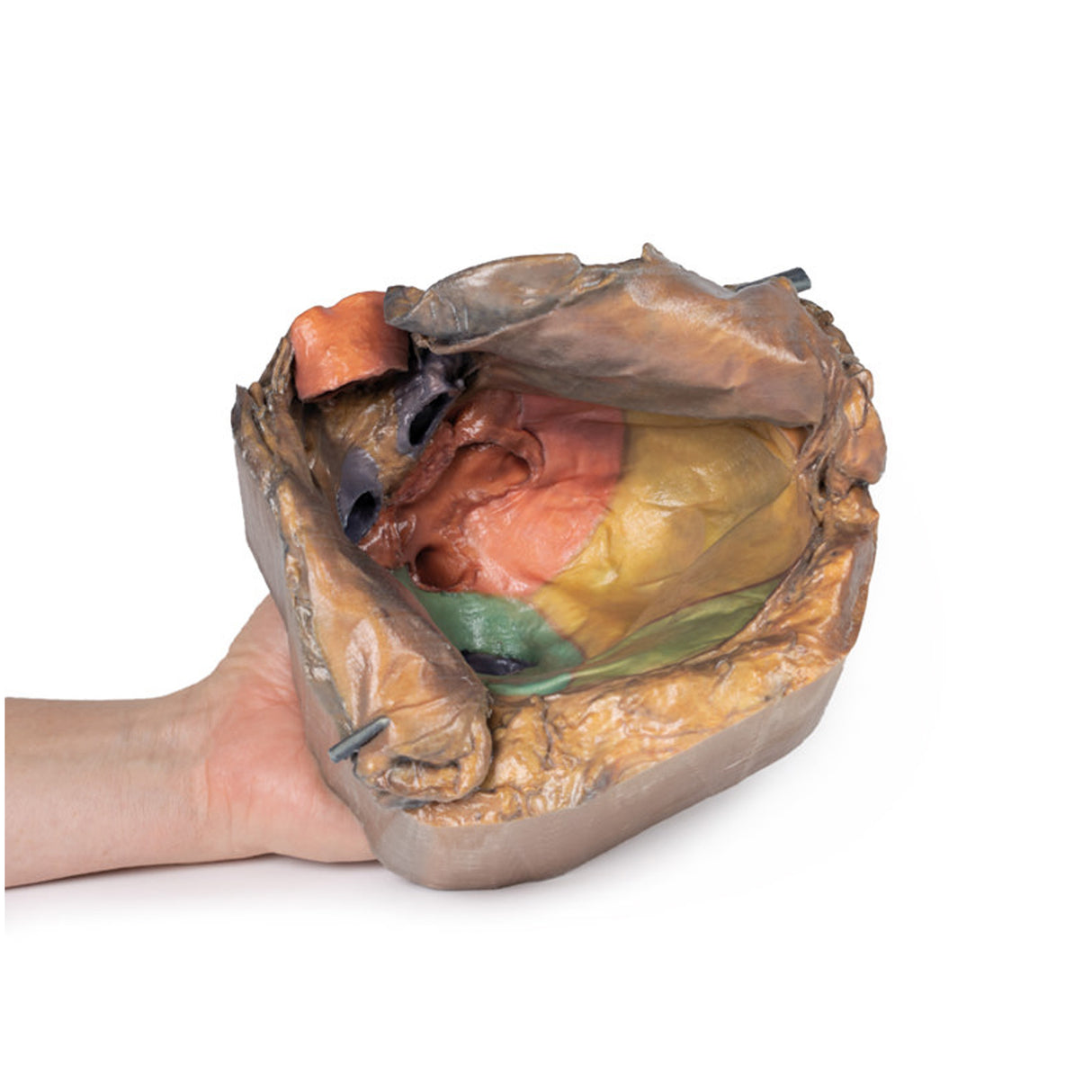 Pericardial space | EZ-MP1121 | Sim & Skills Ltd