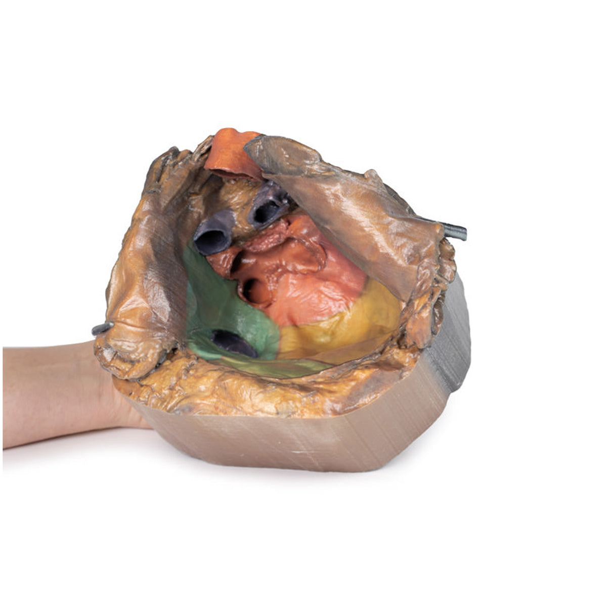 Pericardial space | EZ-MP1121 | Sim & Skills Ltd