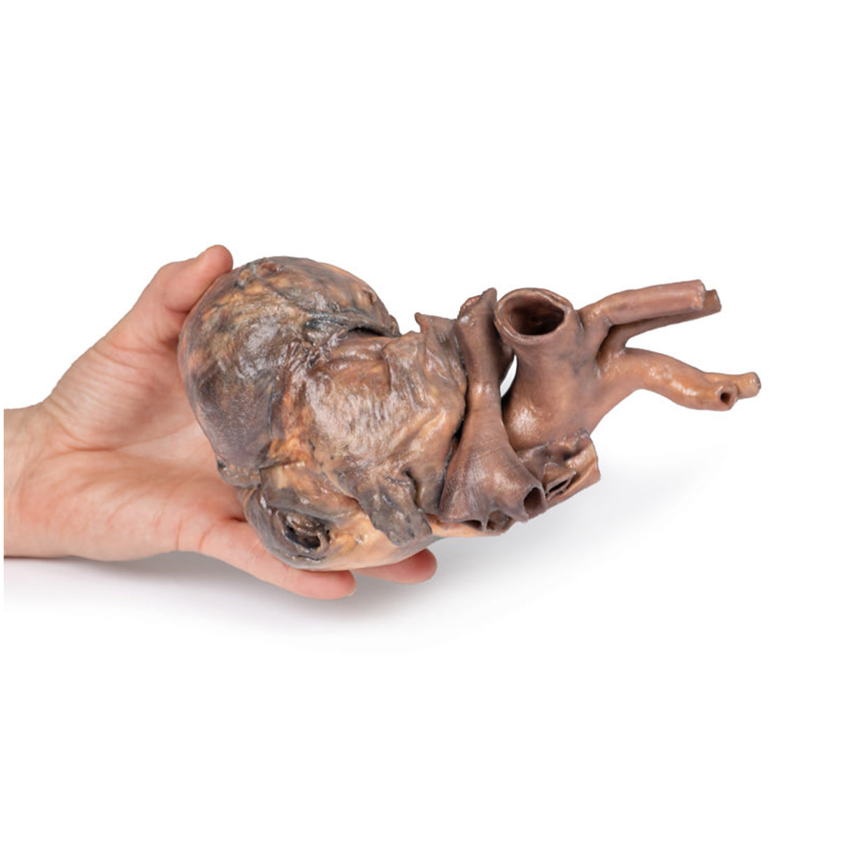 Heart | EZ-MP1123 | Sim & Skills Ltd