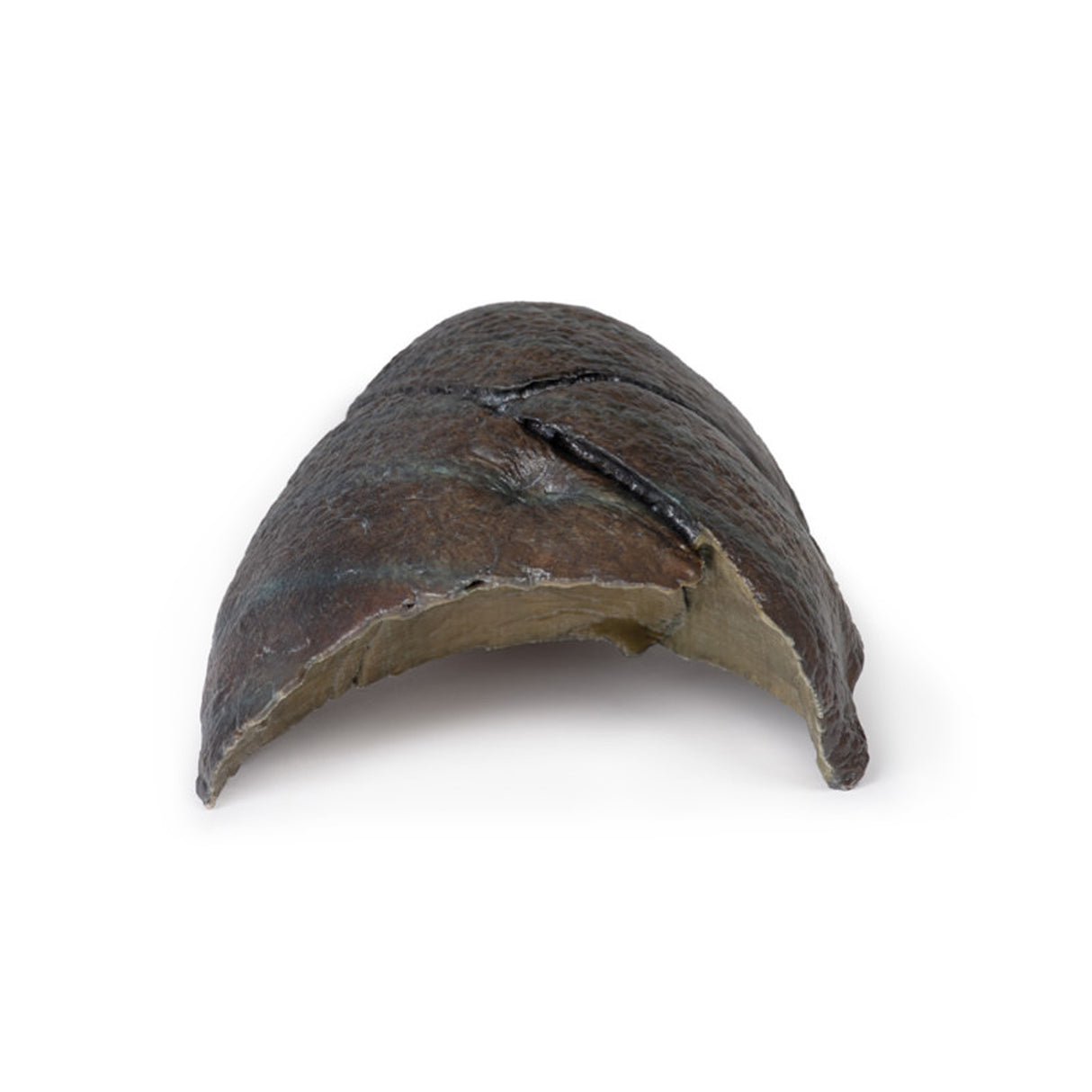 Right lung, hilum removed | EZ-MP1126 | Sim & Skills Ltd