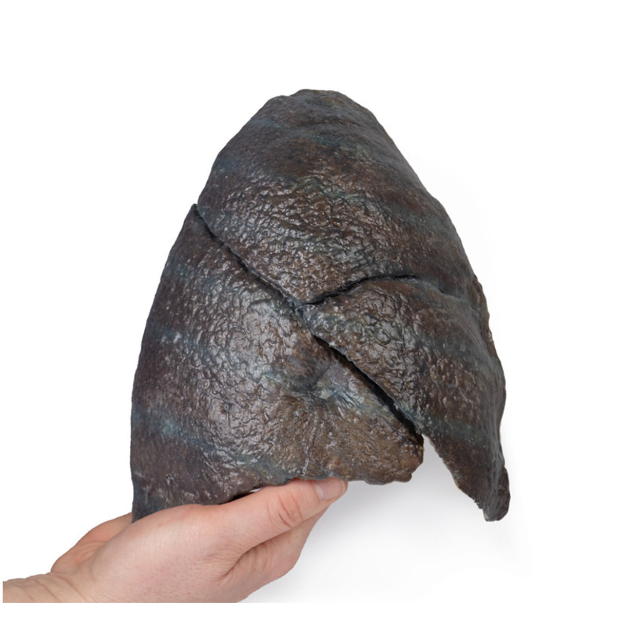 Right lung, hilum removed | EZ-MP1126 | Sim & Skills Ltd