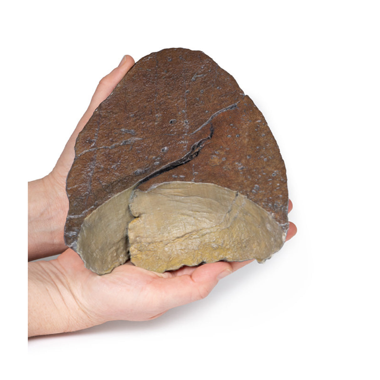 Right lung, hilum removed | EZ-MP1126 | Sim & Skills Ltd