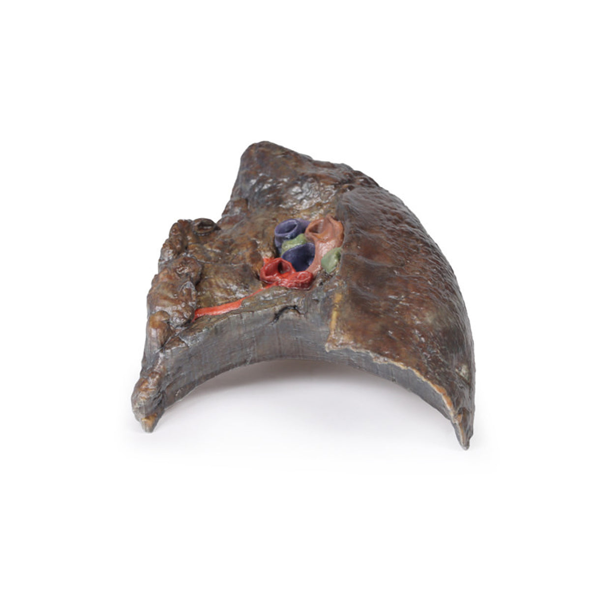 Hilum of the right lung | EZ-MP1127 | Sim & Skills Ltd