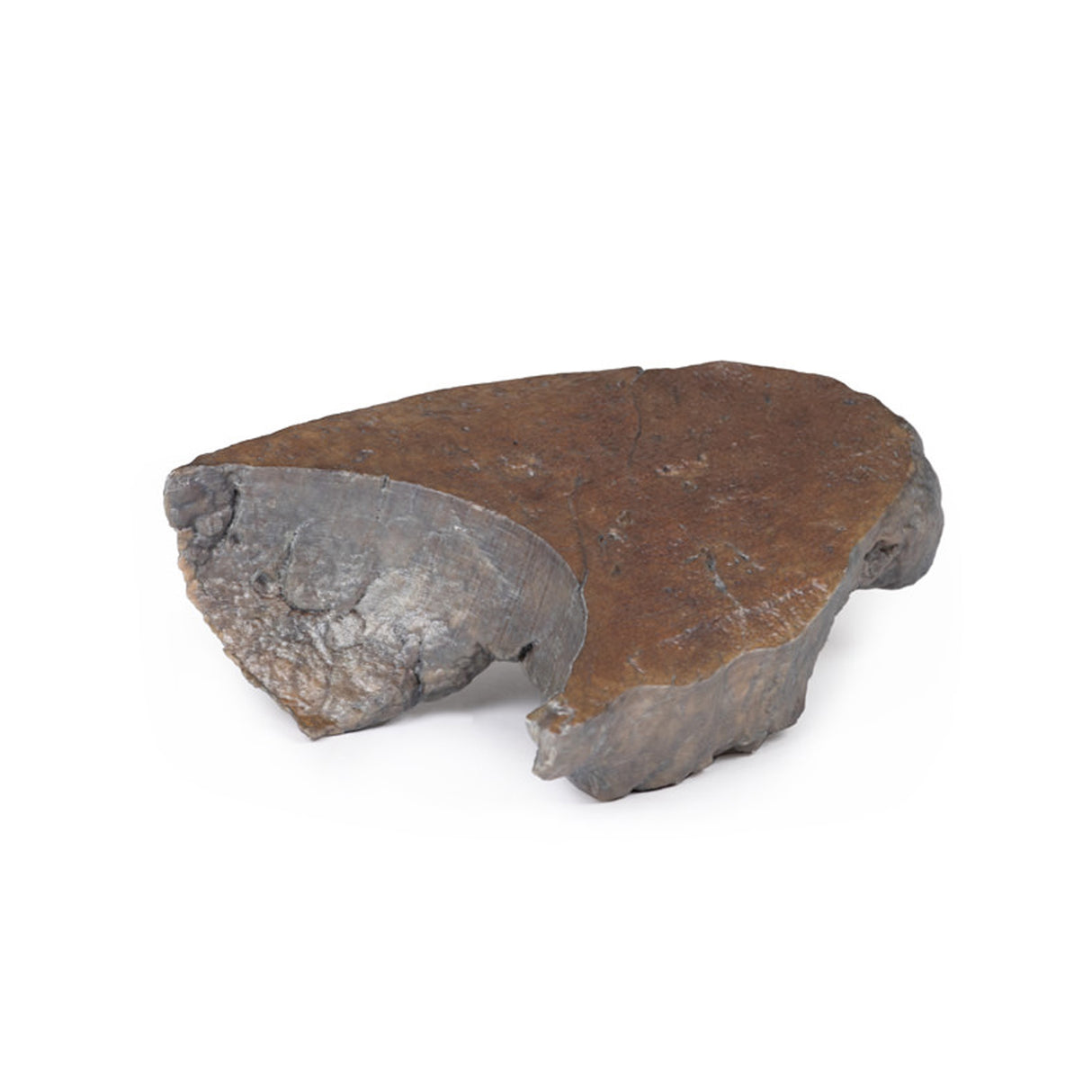 Hilum of the right lung | EZ-MP1127 | Sim & Skills Ltd