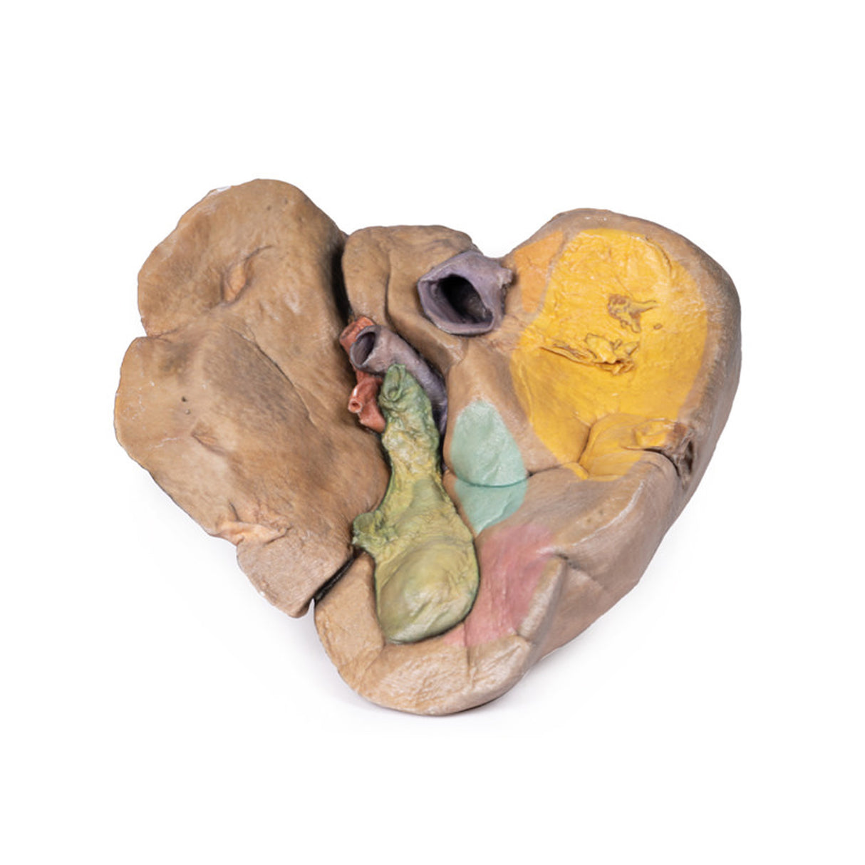 Liver with vessels and gallbladder | EZ- MP1136 | Sim & Skills Ltd