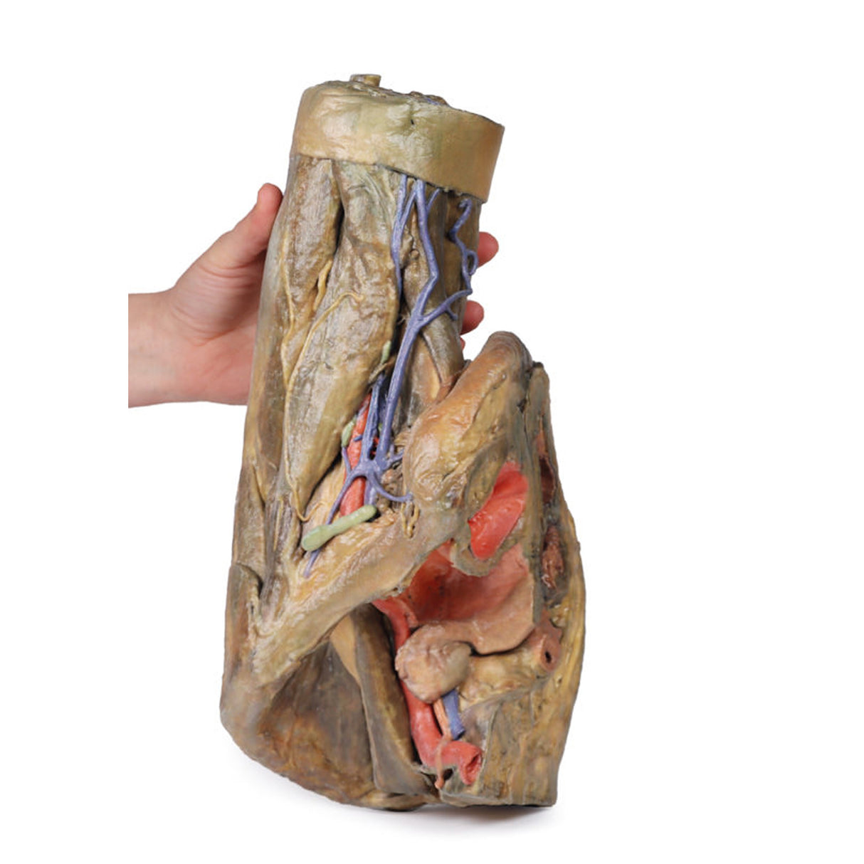 Female hemipelvis and thigh | EZ-MP1140 | Sim & Skills Ltd