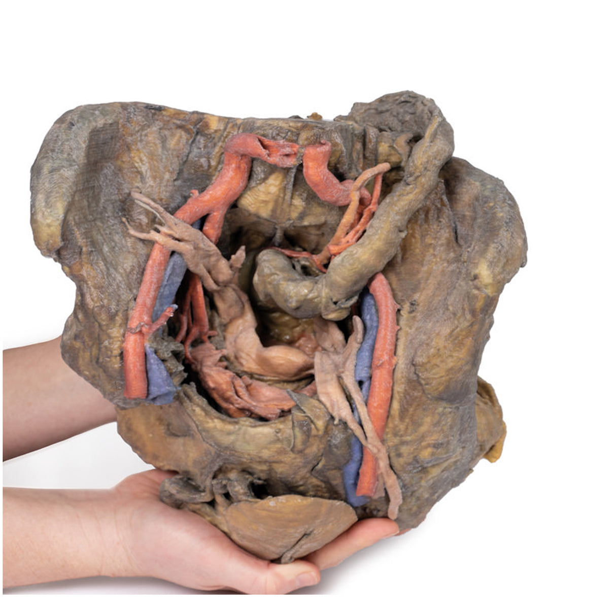 Female pelvis deep dissection | EZ-MP1141 | Sim & Skills Ltd