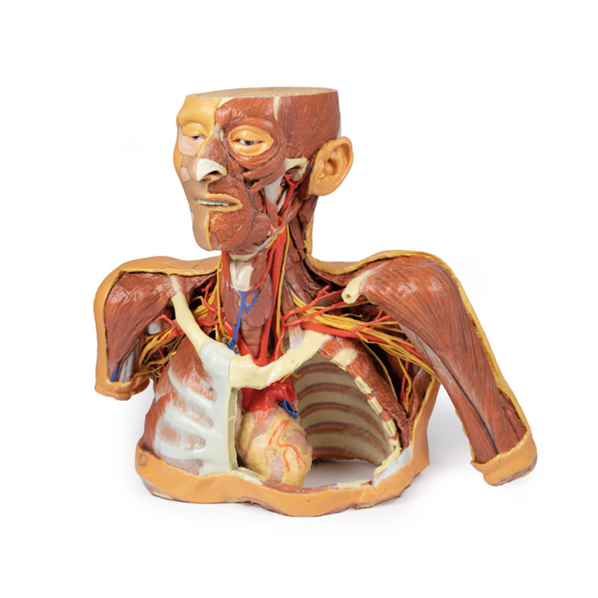 Head, Neck and Shoulder with angiosomes | EZ-MP1250 | Sim & Skills Ltd