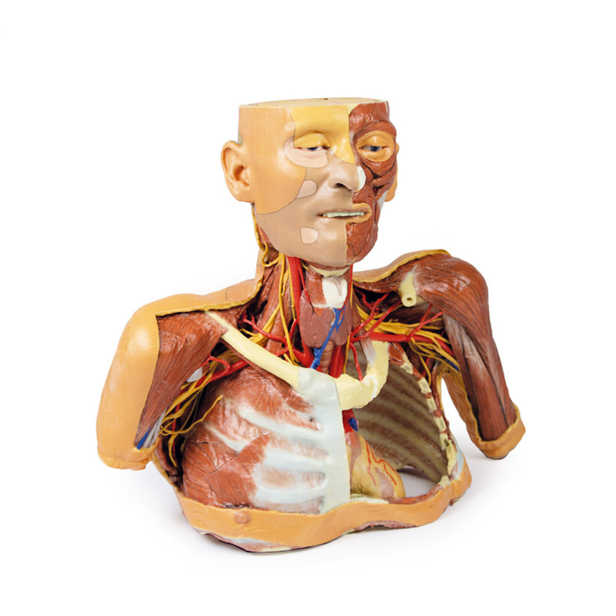 Head, Neck and Shoulder with angiosomes | EZ-MP1250 | Sim & Skills Ltd