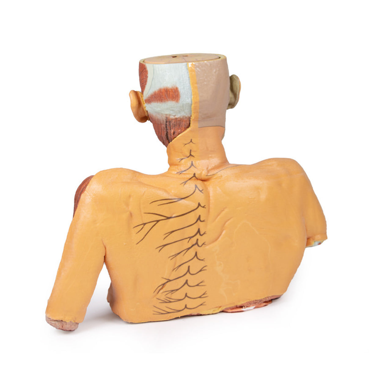 Head, Neck and Shoulder with angiosomes | EZ-MP1250 | Sim & Skills Ltd