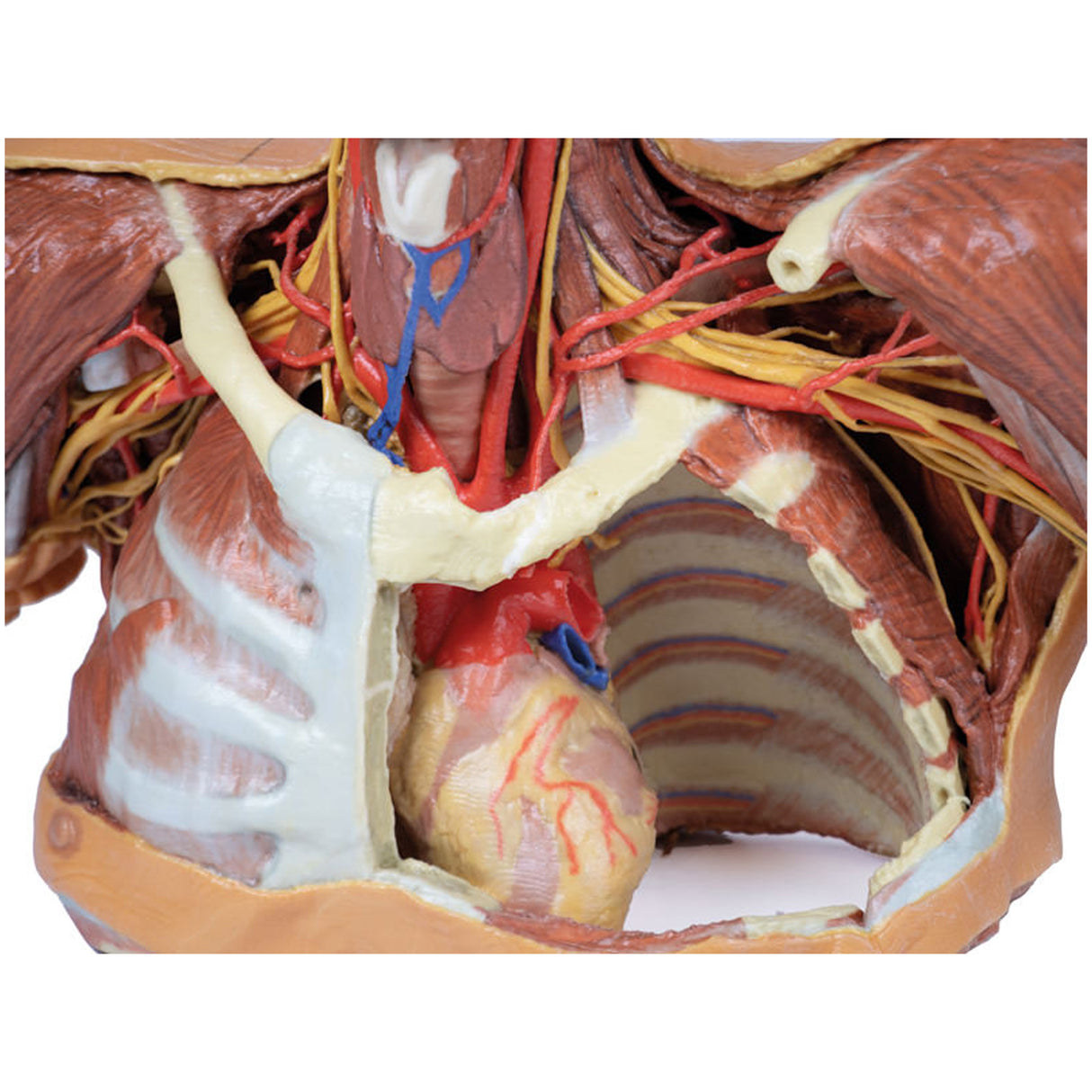 Head, Neck and Shoulder with angiosomes | EZ-MP1250 | Sim & Skills Ltd