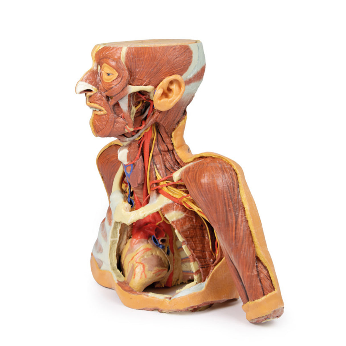 Head, Neck and Shoulder with angiosomes | EZ-MP1250 | Sim & Skills Ltd