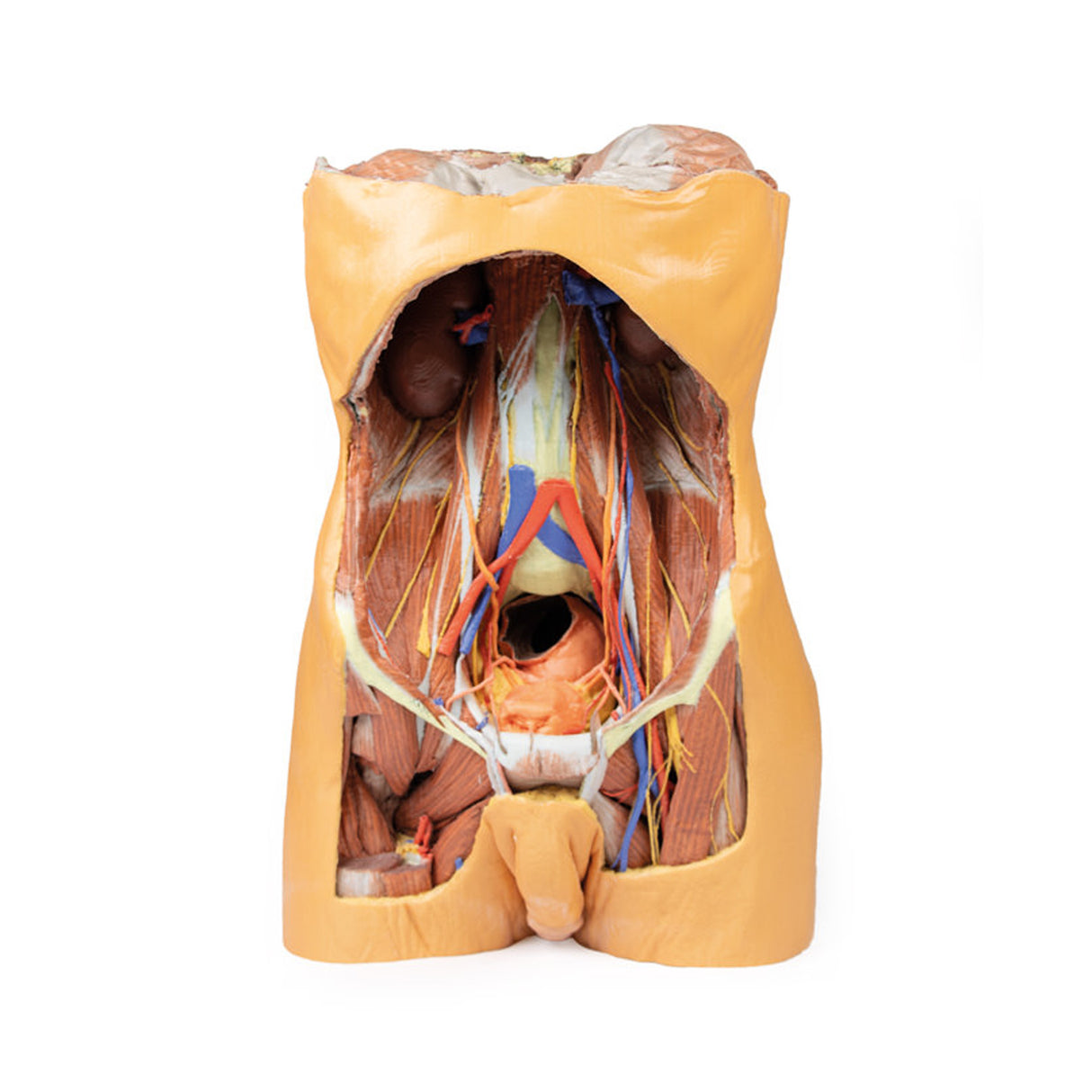 Posterior Abdominal wall | EZ-MP1300 | Sim & Skills Ltd