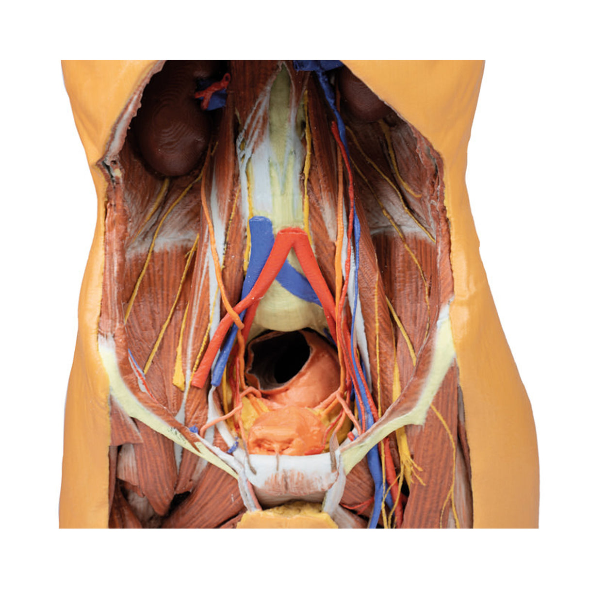 Posterior Abdominal wall | EZ-MP1300 | Sim & Skills Ltd