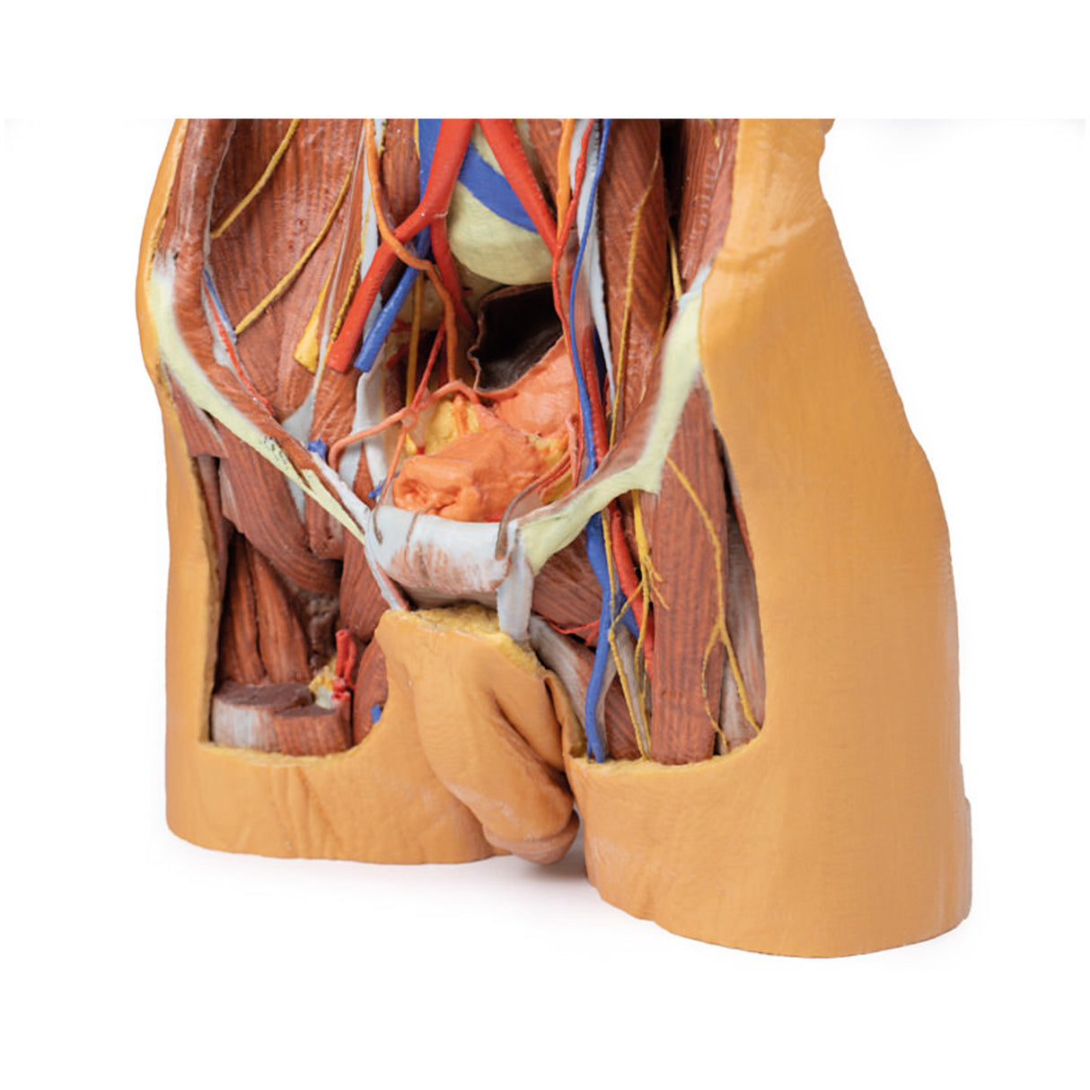 Posterior Abdominal wall | EZ-MP1300 | Sim & Skills Ltd