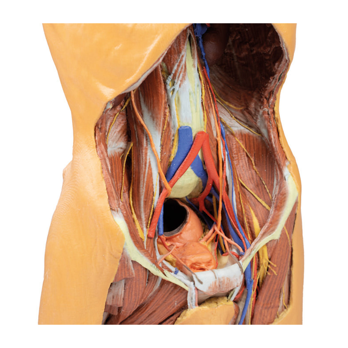 Posterior Abdominal wall | EZ-MP1300 | Sim & Skills Ltd