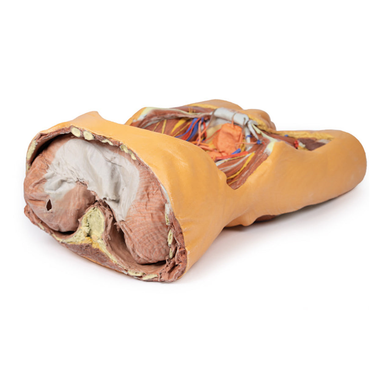 Posterior Abdominal wall | EZ-MP1300 | Sim & Skills Ltd