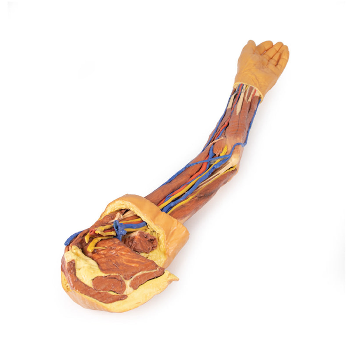 Upper Limb | EZ-MP1500 | Sim & Skills Ltd