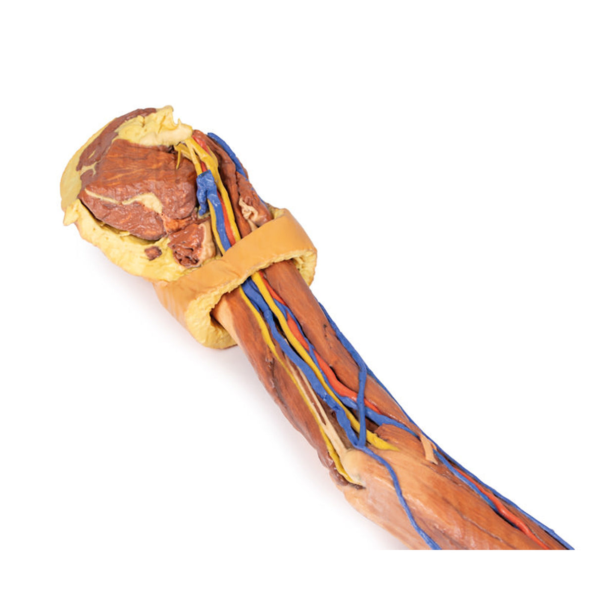 Upper Limb | EZ-MP1500 | Sim & Skills Ltd
