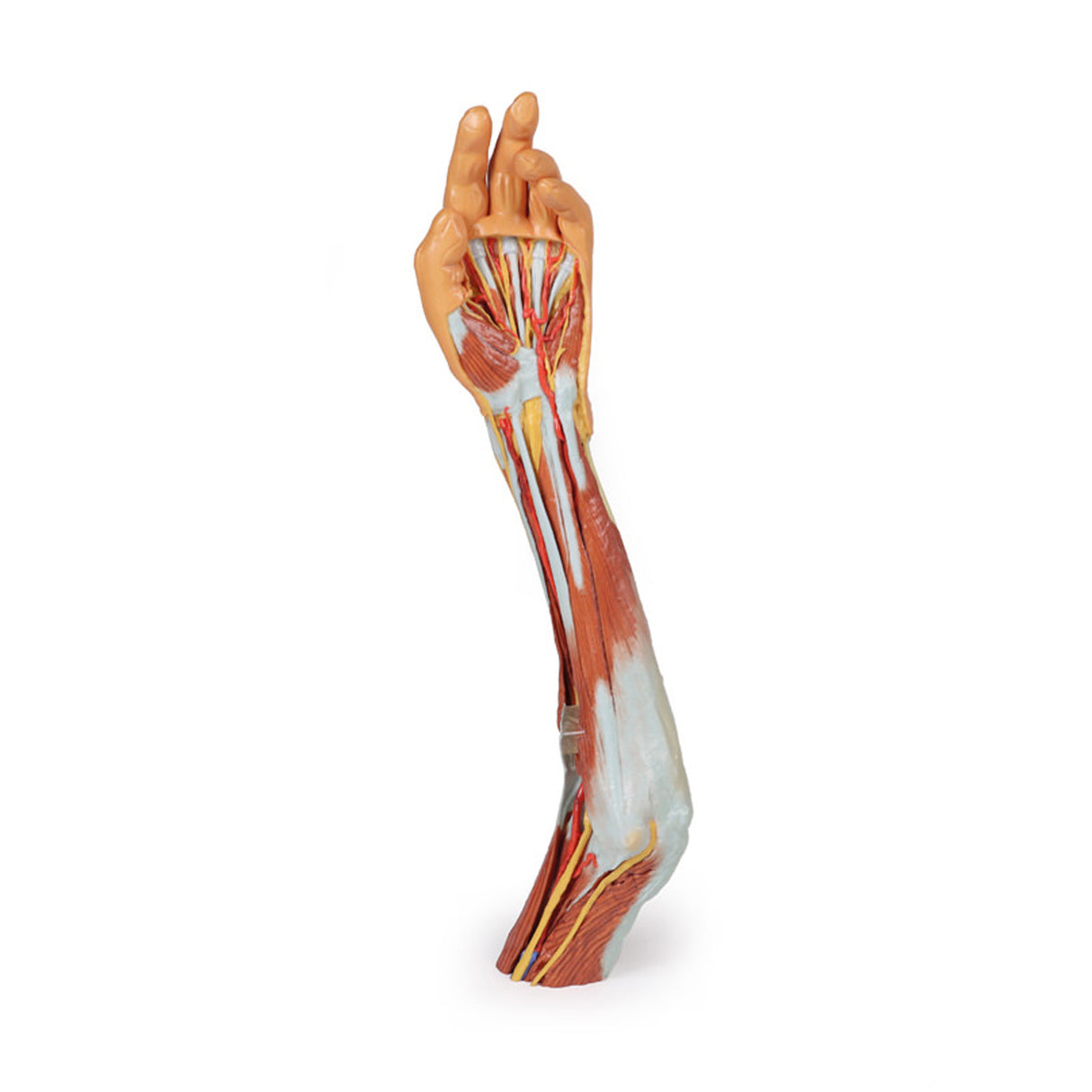 Upper Limb - elbow, forearm and hand | EZ-MP1510 | Sim & Skills Ltd