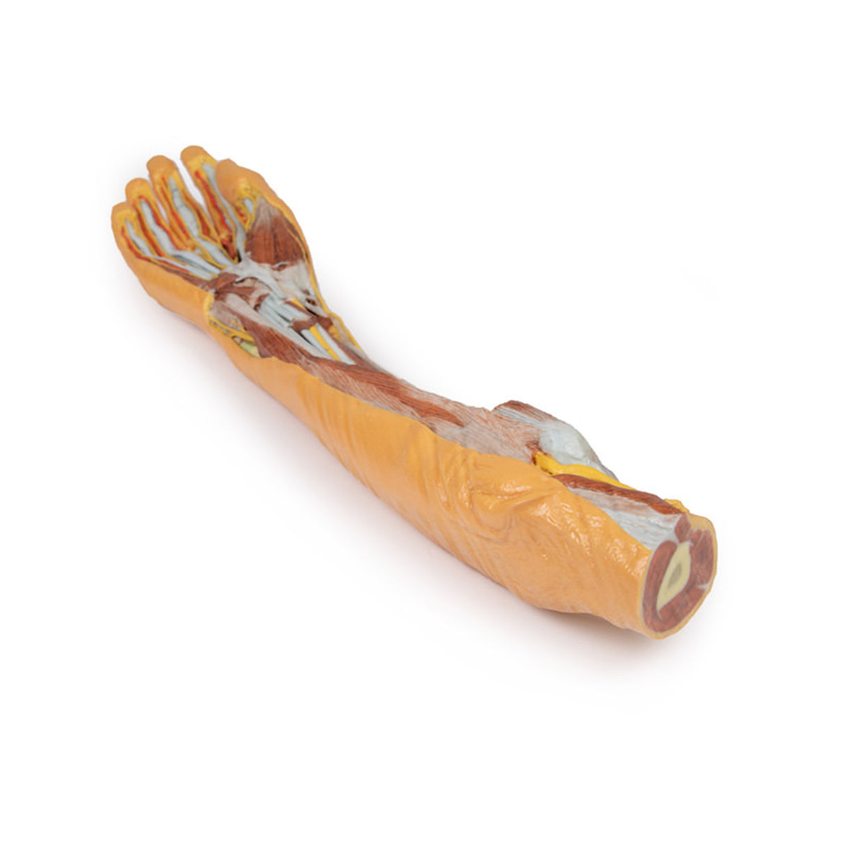 Forearm and hand - superficial and deep dissection | EZ-MP1512 | Sim & Skills Ltd