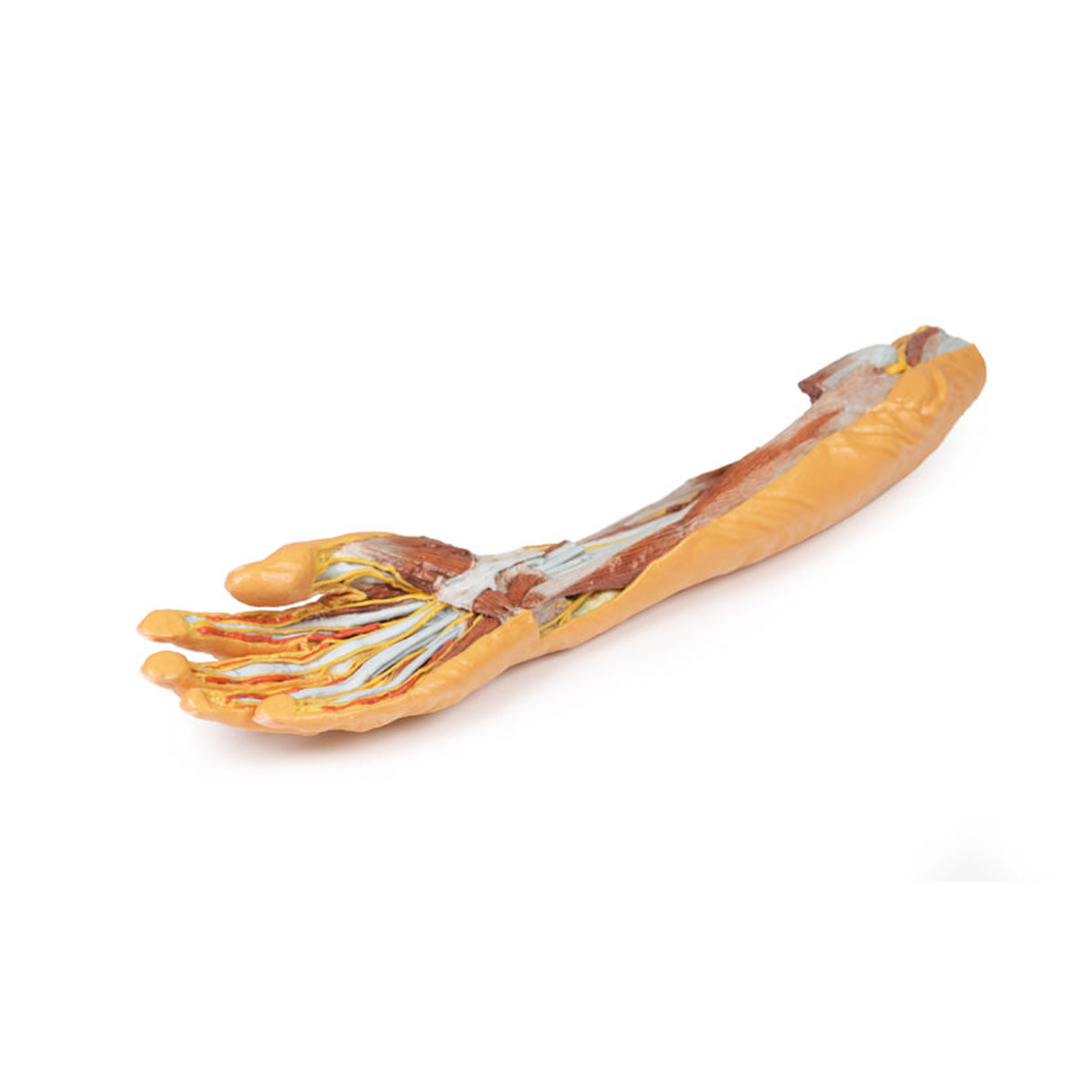 Forearm and hand - superficial and deep dissection | EZ-MP1512 | Sim & Skills Ltd