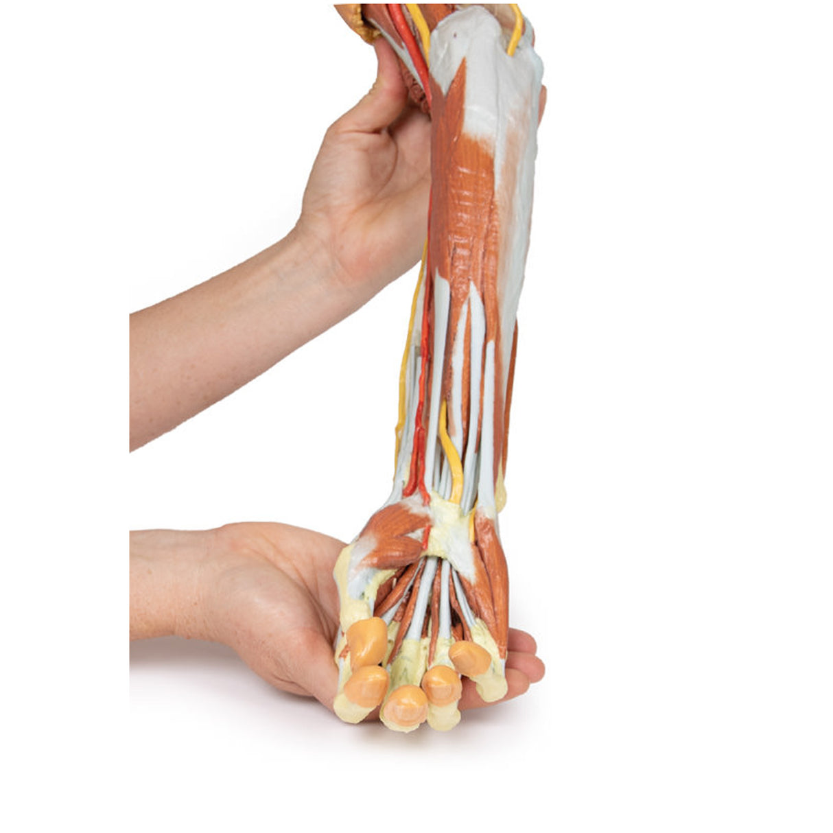 Deep upper limb and hand | EZ-MP1513 | Sim & Skills Ltd