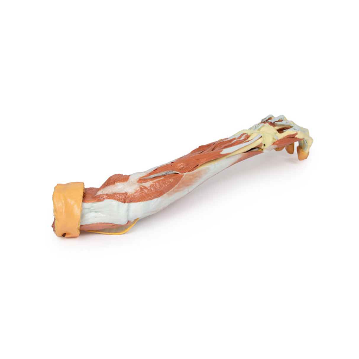 Deep upper limb and hand | EZ-MP1513 | Sim & Skills Ltd