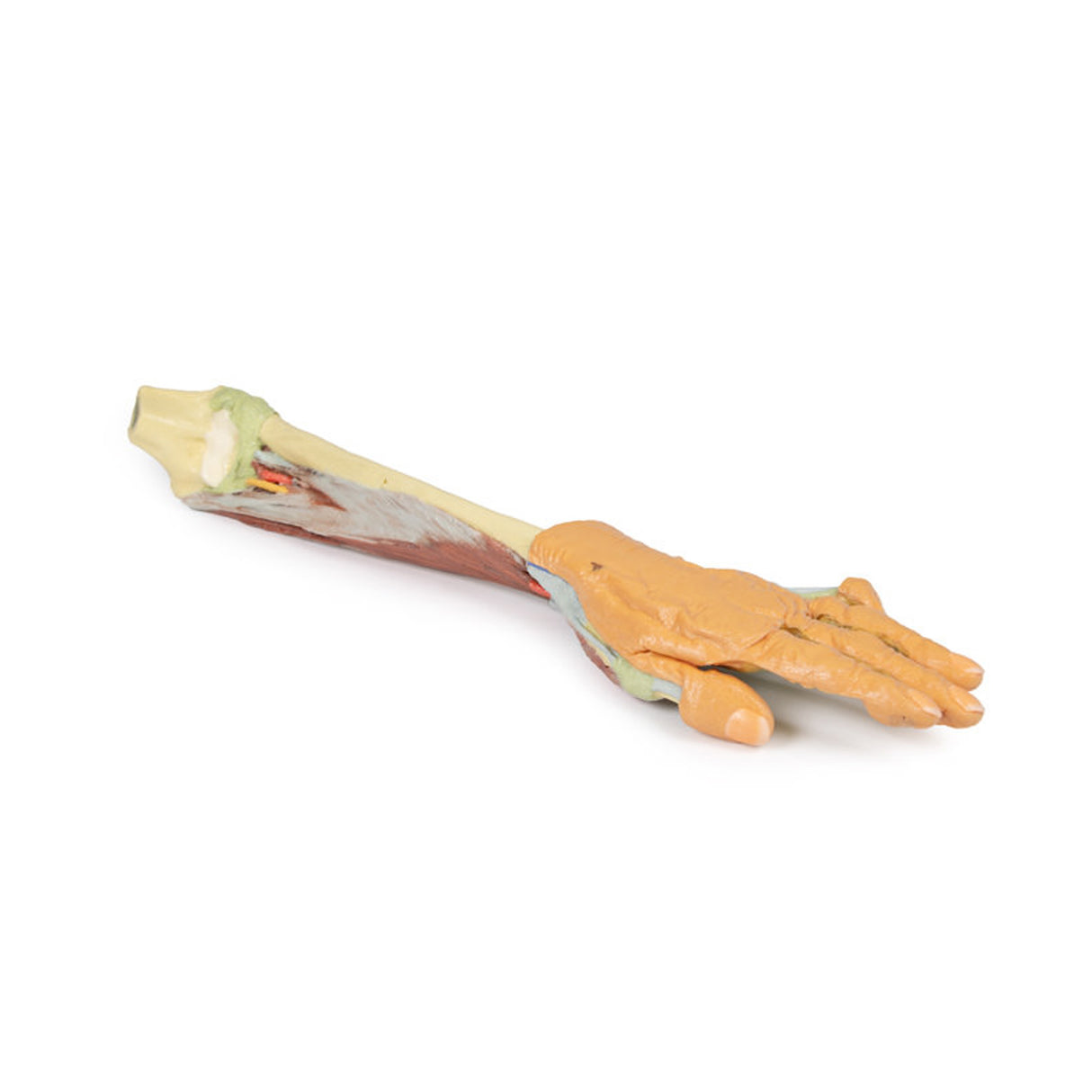 Forearm and hand - deep dissection | EZ-MP1514 | Sim & Skills Ltd