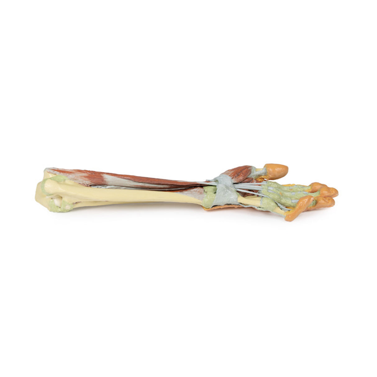 Forearm and hand - deep dissection | EZ-MP1514 | Sim & Skills Ltd