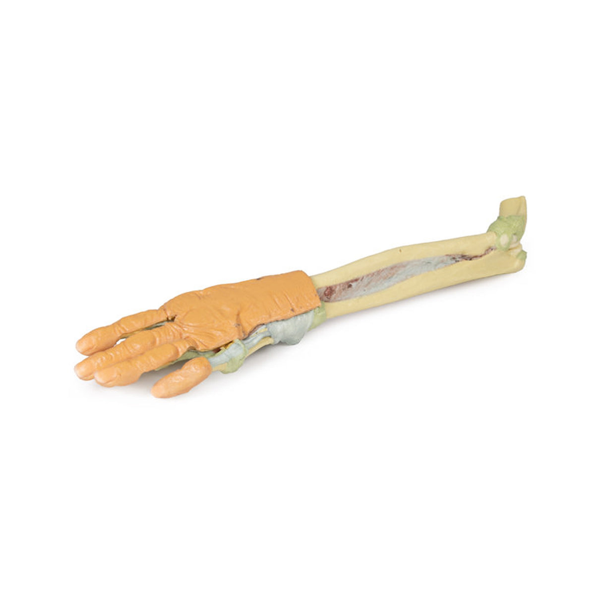 Forearm and hand - deep dissection | EZ-MP1514 | Sim & Skills Ltd