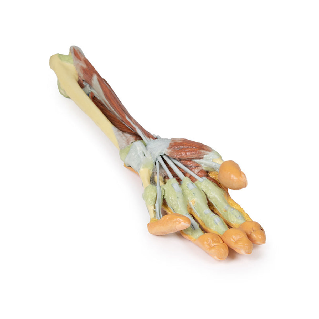 Forearm and hand - deep dissection | EZ-MP1514 | Sim & Skills Ltd