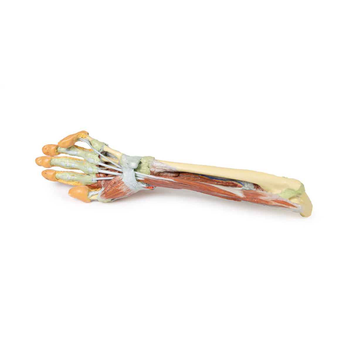 Forearm and hand - deep dissection | EZ-MP1514 | Sim & Skills Ltd