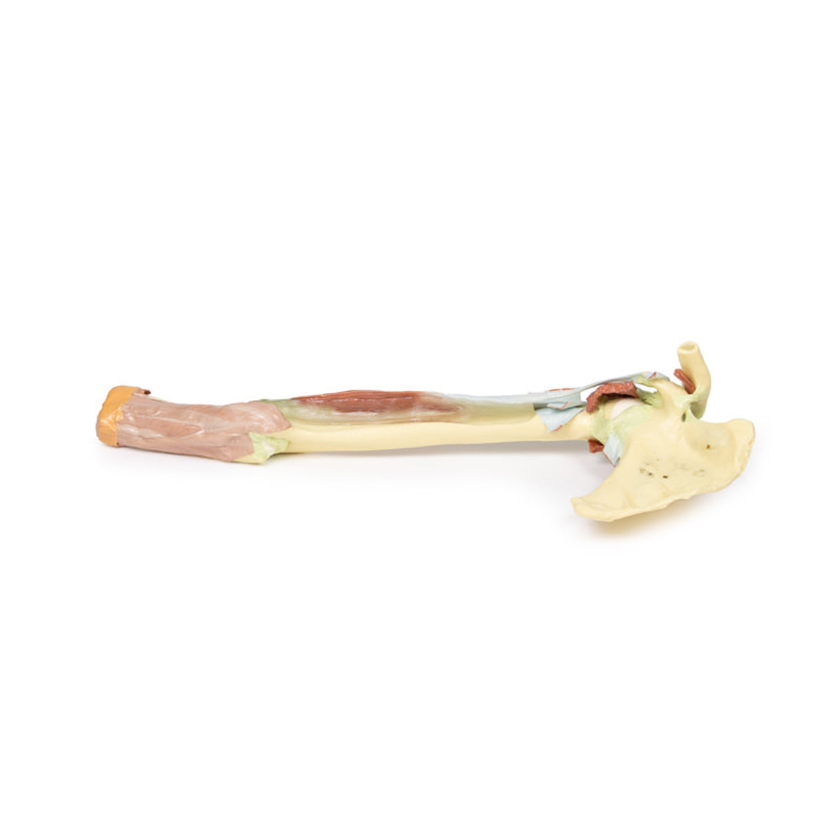 Upper Limb - biceps, bones and ligaments | EZ-MP1515 | Sim & Skills Ltd