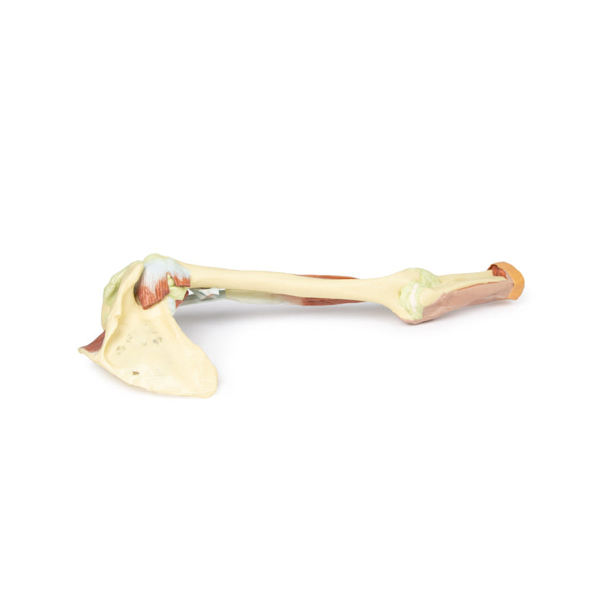 Upper Limb - biceps, bones and ligaments | EZ-MP1515 | Sim & Skills Ltd