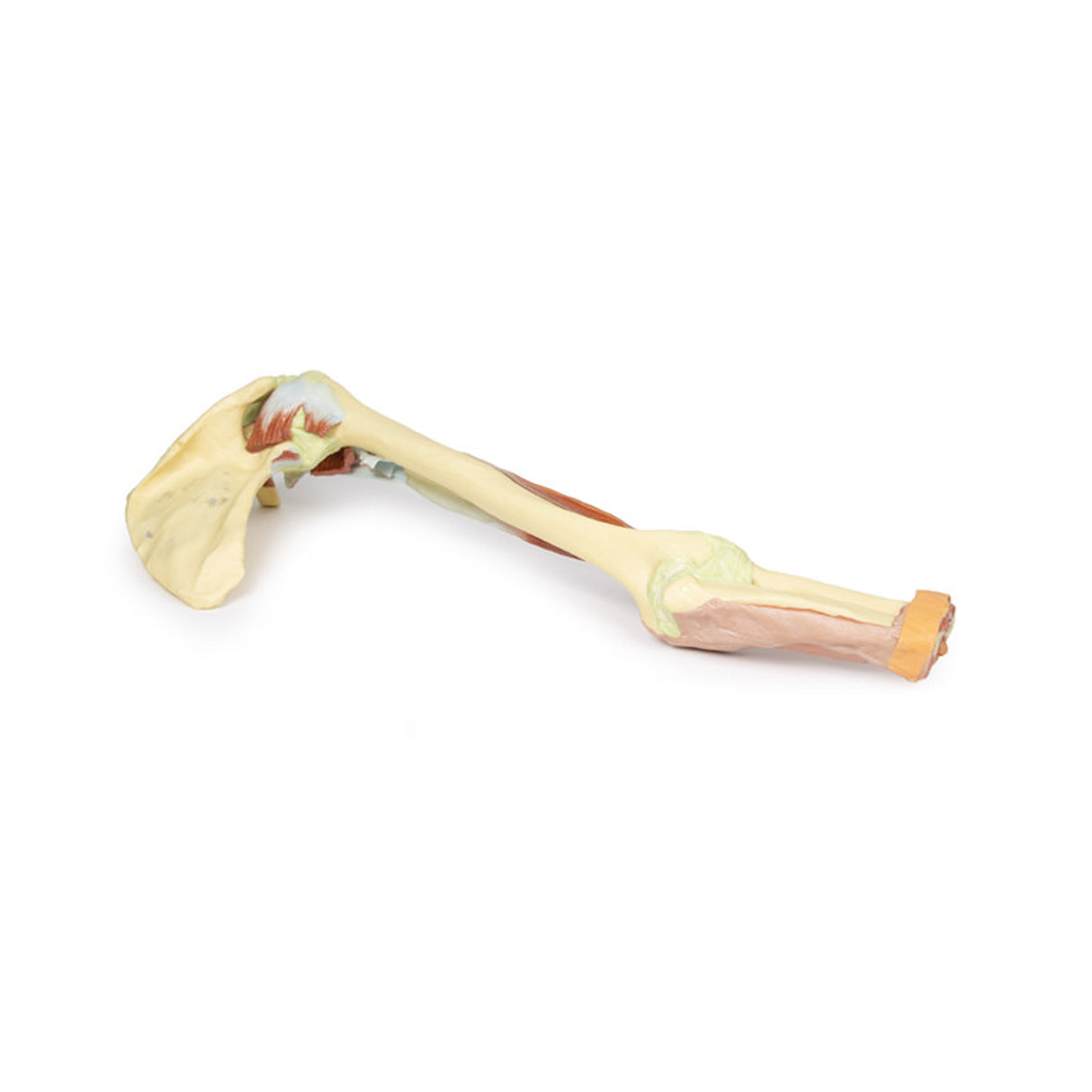 Upper Limb - biceps, bones and ligaments | EZ-MP1515 | Sim & Skills Ltd